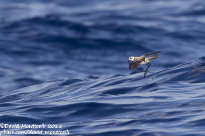 White-faced Storm-petrel (Pelagodroma marina)_Banco de la Concepcion, off Lanzarote (Canary Is.)