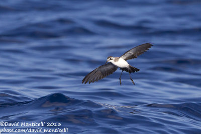 White-faced Storm-petrel (Pelagodroma marina)_Banco de la Concepcion, off Lanzarote (Canary Is.)