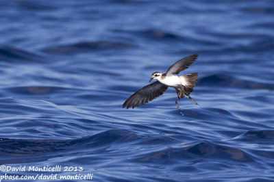 White-faced Storm-petrel (Pelagodroma marina)_Banco de la Concepcion, off Lanzarote (Canary Is.)