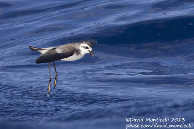 White-faced Storm-petrel (Pelagodroma marina)_Banco de la Concepcion, off Lanzarote (Canary Is.)