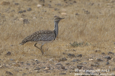 Houbara Bustard (Chlamydotis undulata)(ssp. fuertaventurae)_El Jable plains, Lanzarote (Canary Is.)