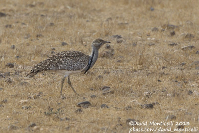 Houbara Bustard (Chlamydotis undulata)(ssp. fuertaventurae)_El Jable plains, Lanzarote (Canary Is.)