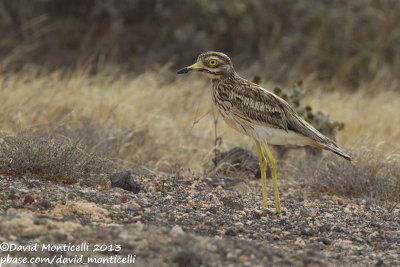 Eurasian Stone-curlew (Burhinus oedicnemus)(ssp. insularum)_El Jable plains, Lanzarote (Canary Is.)
