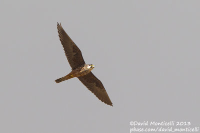 Eleonora's Falcon (Falco eleonorae)_Mirador del Rio, Lanzarote (Canary Is.)