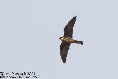 Eleonora's Falcon (Falco eleonorae)_Mirador del Rio, Lanzarote (Canary Is.)