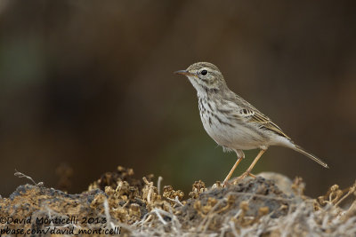Berthelot's Pipit (Anthus berthelotii)_El Jable plains, Lanzarote (Canary Is.)