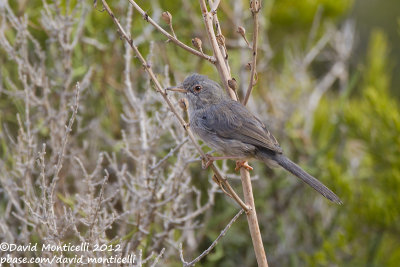 Balearic Warbler (Sylvia balearica)(adult)_Boquer valley, Mallorca (Balearic Is.)