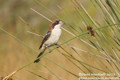 Woodchat Shrike (Lanius senator)(ssp. badius)_S'Albufera, Mallorca (Balearic Is.)