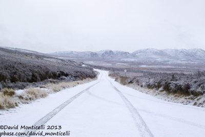 Typical Red Grouse habitat (heather moor) around Lochindorb (Scotland)