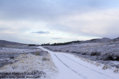 Typical Red Grouse habitat (heather moor) around Lochindorb (Scotland)