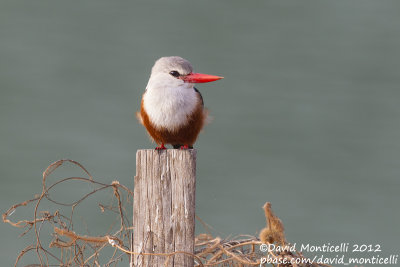 Grey-headed Kingfisher (Halcyon leucocephala)_Barragem de Poilão (Santiago Is.)