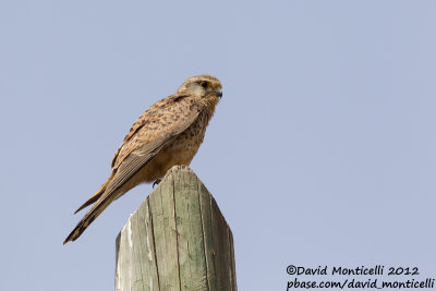Common Kestrel (Falco tinnunculus)(ssp. alexandri)_Assomada (Santiago Is.)