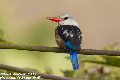 Grey-headed Kingfisher (Halcyon leucocephala)_Barragem de Poilão (Santiago Is.)