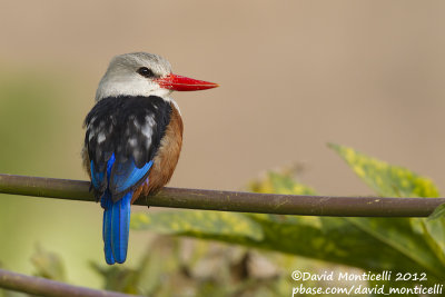 Grey-headed Kingfisher (Halcyon leucocephala)_Barragem de Poilão (Santiago Is.)