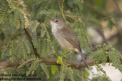 Cape Verde Warbler (Acrocephalus brevipennis)_Barragem de Poilão (Santiago Is.)
