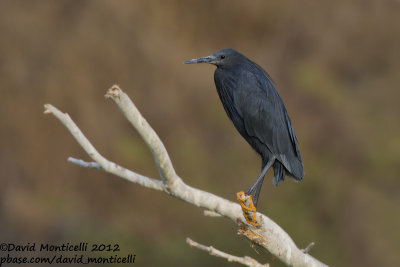 Black Heron (Egretta ardesiaca)_Barragem de Poilão (Santiago Is.)