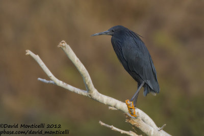 Black Heron (Egretta ardesiaca)_Barragem de Poilão (Santiago Is.)