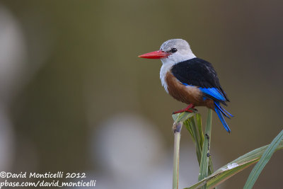 Grey-headed Kingfisher (Halcyon leucocephala)_Barragem de Poilão (Santiago Is.)