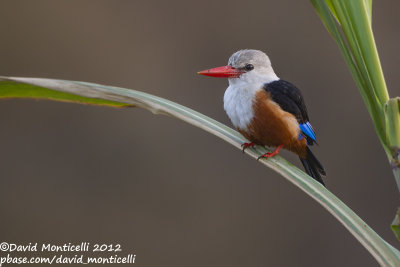 Grey-headed Kingfisher (Halcyon leucocephala)_Barragem de Poilão (Santiago Is.)