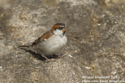 Iago Sparrow (Passer iagoensis)(male)_Barragem de Poilão (Santiago Is.)