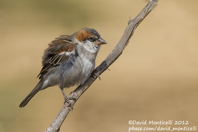 Iago Sparrow (Passer iagoensis)(male)_Barragem de Poilão (Santiago Is.)