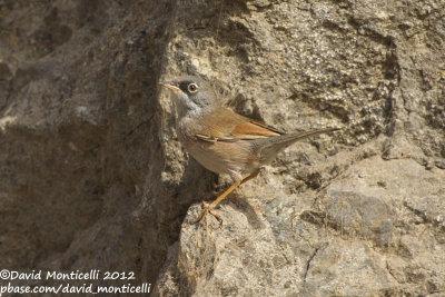 Spectacled Warbler (Sylvia conspicillata)(male)_Barragem de Poilão (Santiago Is.)