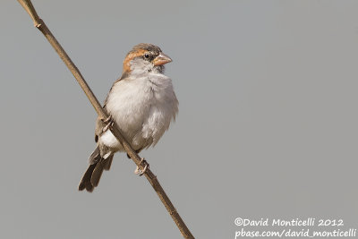 Iago Sparrow (Passer iagoensis)(male)_Barragem de Poilão (Santiago Is.)