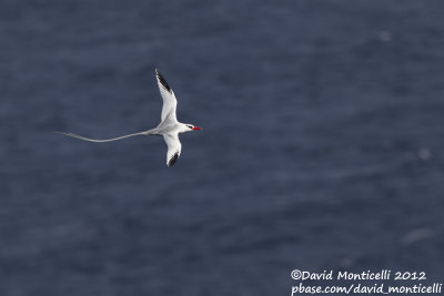 Red-billed Tropicbird (Phaethon aethereus)_Porto da Praia (Santiago Is.)