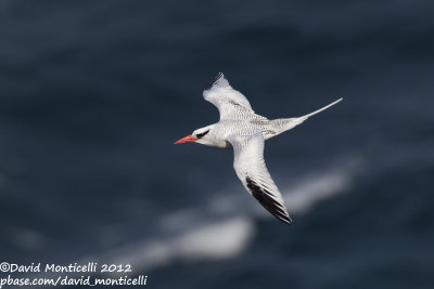 Red-billed Tropicbird (Phaethon aethereus)_Porto da Praia (Santiago Is.)