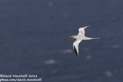 Red-billed Tropicbird (Phaethon aethereus)_Porto da Praia (Santiago Is.)