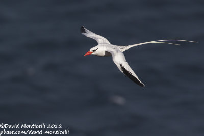 Red-billed Tropicbird (Phaethon aethereus)_Porto da Praia (Santiago Is.)