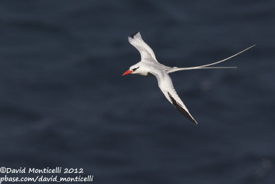 Red-billed Tropicbird (Phaethon aethereus)_Porto da Praia (Santiago Is.)