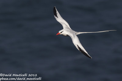 Red-billed Tropicbird (Phaethon aethereus)_Porto da Praia (Santiago Is.)