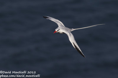 Red-billed Tropicbird (Phaethon aethereus)_Porto da Praia (Santiago Is.)