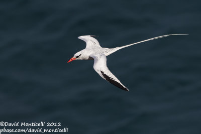 Red-billed Tropicbird (Phaethon aethereus)_Porto da Praia (Santiago Is.)