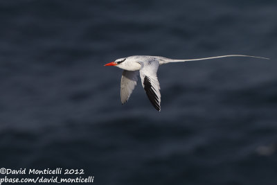 Red-billed Tropicbird (Phaethon aethereus)_Porto da Praia (Santiago Is.)