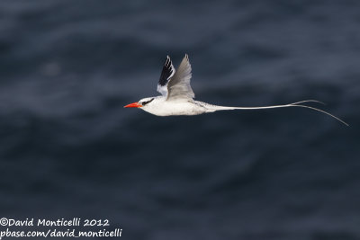 Red-billed Tropicbird (Phaethon aethereus)_Porto da Praia (Santiago Is.)