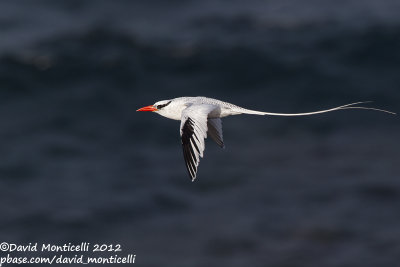 Red-billed Tropicbird (Phaethon aethereus)_Porto da Praia (Santiago Is.)