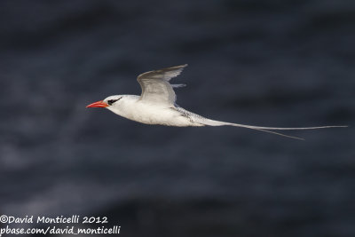 Red-billed Tropicbird (Phaethon aethereus)_Porto da Praia (Santiago Is.)