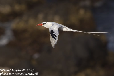 Red-billed Tropicbird (Phaethon aethereus)_Porto da Praia (Santiago Is.)