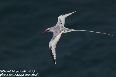 Red-billed Tropicbird (Phaethon aethereus)_Porto da Praia (Santiago Is.)