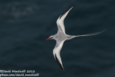 Red-billed Tropicbird (Phaethon aethereus)_Porto da Praia (Santiago Is.)