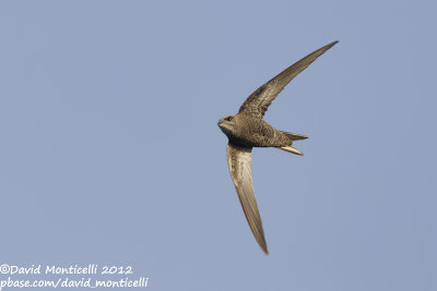 Cape Verde Swift (Apus alexandri)_Cliffs east of Porto da Praia (Santiago Is.)