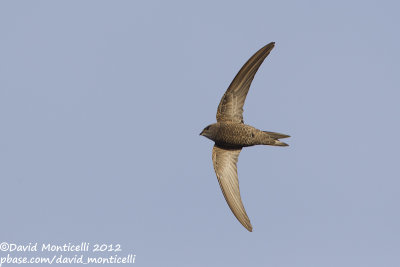 Cape Verde Swift (Apus alexandri)_Cliffs east of Porto da Praia (Santiago Is.)