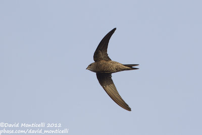 Cape Verde Swift (Apus alexandri)_Cliffs east of Porto da Praia (Santiago Is.)