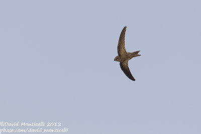 Cape Verde Swift (Apus alexandri)_Cliffs east of Porto da Praia (Santiago Is.)