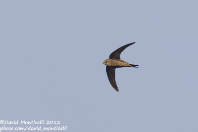 Cape Verde Swift (Apus alexandri)_Cliffs east of Porto da Praia (Santiago Is.)