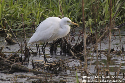 Yellow-billed Egret (Ardea brachyrhyncha)_Barragem de Poilão (Santiago Is.)