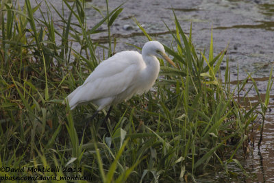 Yellow-billed Egret (Ardea brachyrhyncha)_Barragem de Poilão (Santiago Is.)