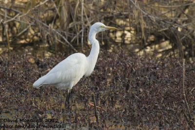Yellow-billed Egret (Ardea brachyrhyncha)_Barragem de Poilão (Santiago Is.)